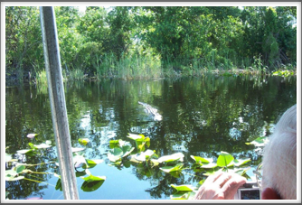 Everglades:  Alligator Straight Ahead