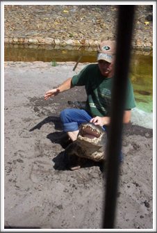 Everglades:  3-Fingered Alligator Tamer