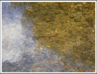 Red Belly Brook Trout