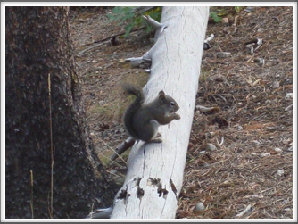 Squirrel at Sprague Lake