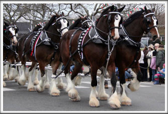 Clydesdales on the move 
(Google image)