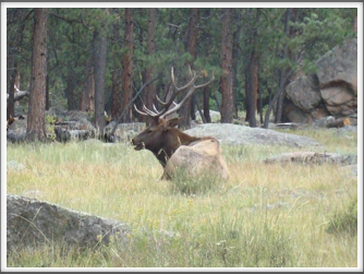 RMNP - Bull Elk "Relaxing"