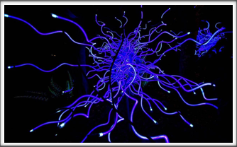 Chihuly Museum - glass sculpture fashioned from neon tubes
Google Photo