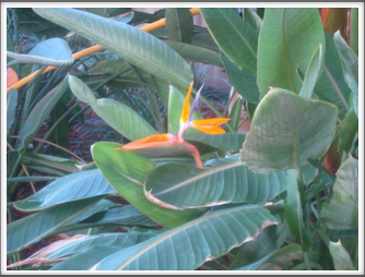 Bird of Paradise - near the Chihuly Museum