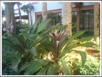 Tropical flower in the Hilton Hotel garden