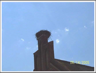 Basedow stork nest