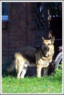 I read several reports about the guard dogs at Oflag 64.